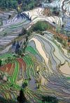 Terrace field in Yunnan China