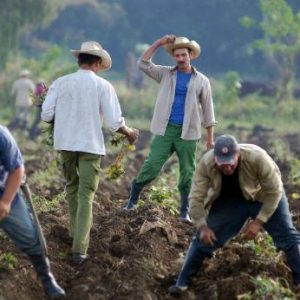 Cuban farmers planting sweet potato crop.