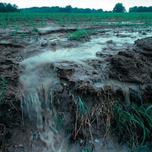 Nutrient pollution caused by Surface runoff of soil and fertilizer during a rain storm (1999)