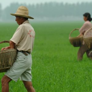 Farmers fertilizing an aerobic rice field