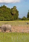 Man plowing with a water buffalo in the paddy fields of Don Puay (Si Phan Don), Laos