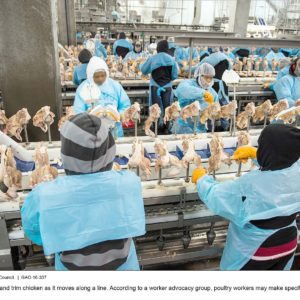 Poultry workers cut and trim chicken