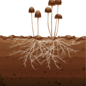 Mushrooms and mycelium in soil