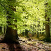 New beech leaves, Gribskov Forest in the northern part of Sealand, Denmark