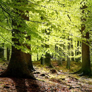 New beech leaves, Gribskov Forest in the northern part of Sealand, Denmark