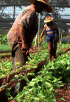 Cooperative Alamar, Cuba. Screenshot from the film Voices of Transition