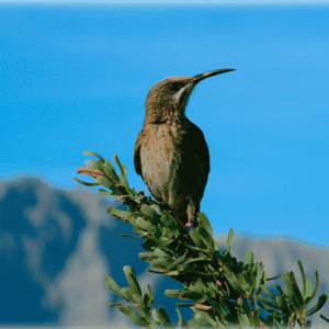 Cape sugarbird (Promerops cafer)