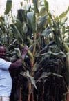 Nicholas Mukomberanwa on his farm