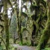 Trail in Hoh rainforest